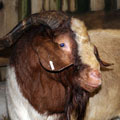Our Farm In Your Classroom