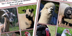 Our Farm In Your Classroom