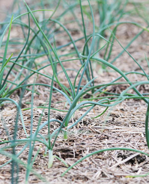 Relaxed Farming